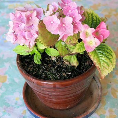 Image for choice number 4